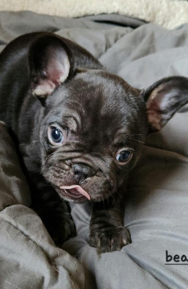 Eight-week old female French bulldog puppy, Bear, was taken from Theresa's Bridgewater home on August 13 and has not been found.