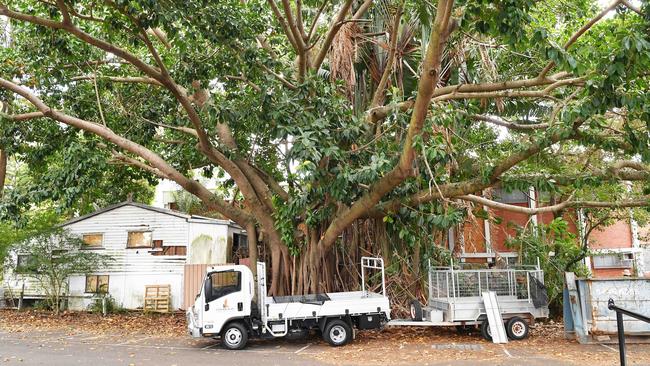 Fig in the Ocean St car park is going to be cut down. Picture: Patrick Woods.