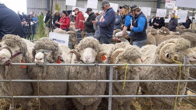 The Sheepvention ram sale in 2023.