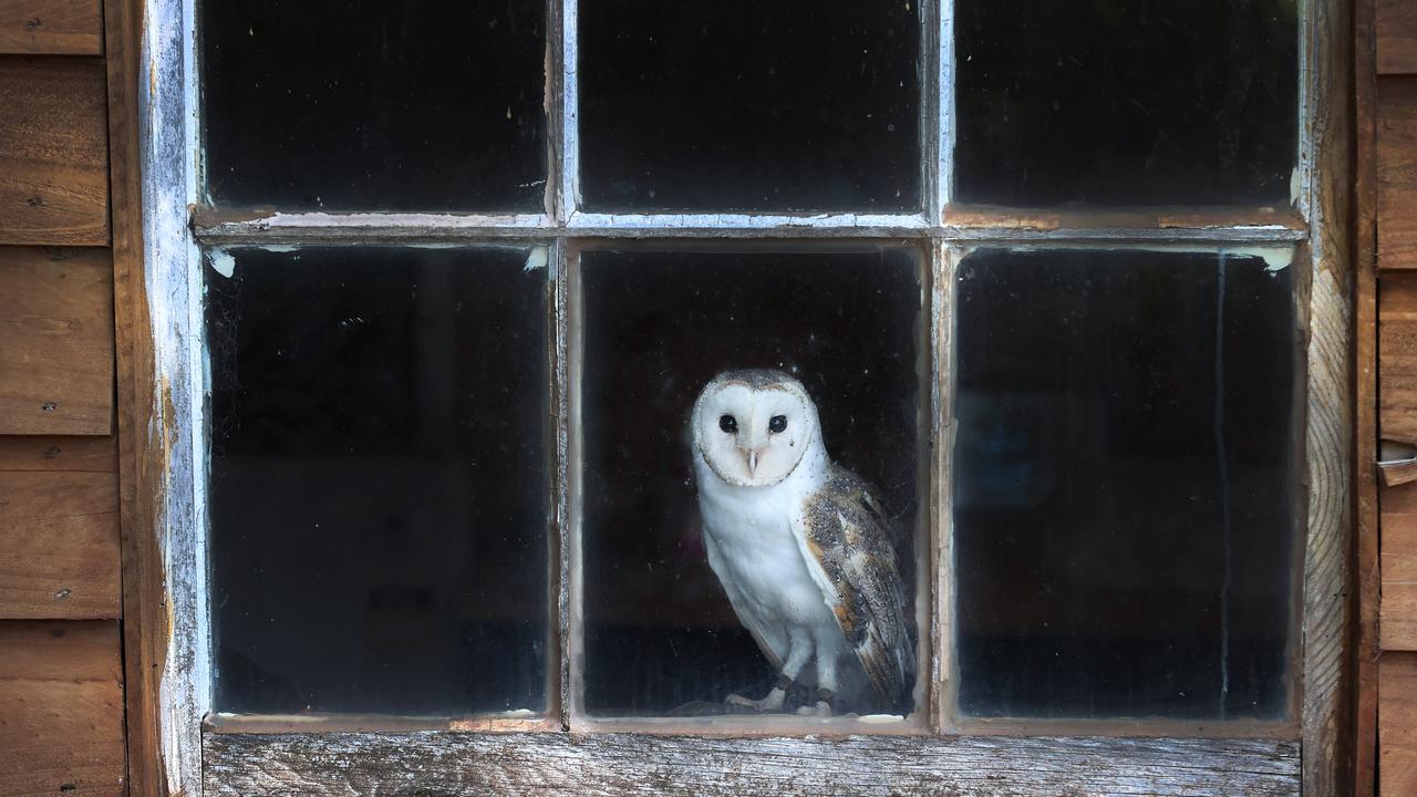 Barn owls are known to move into barns and other farm buildings where they can catch mice and rats to eat. Picture: David Caird