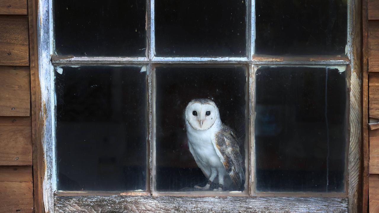Kids News: hungry barn owl safe after Bunnings adventure Biology Diagrams