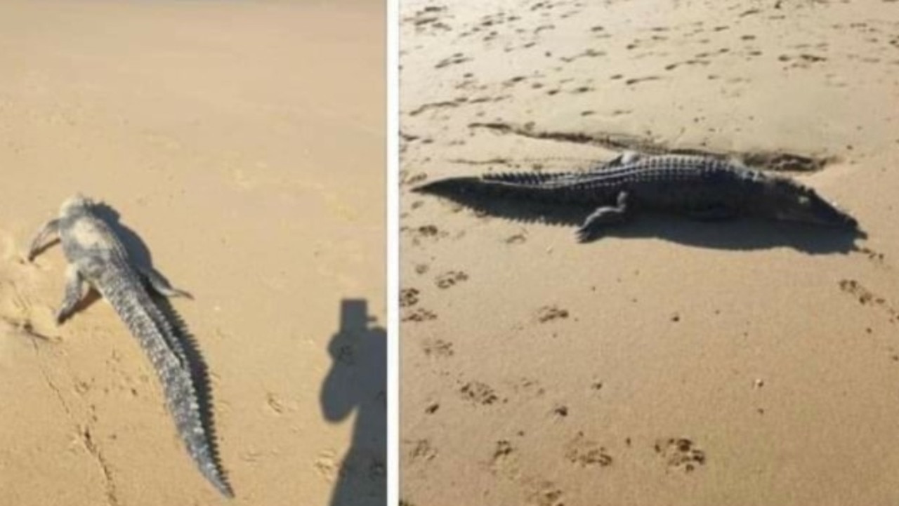 Barry Casperson has posted photos of a dead crocodile he found on Bucasia Beach on Saturday, December 11, 2021. Picture: Facebook