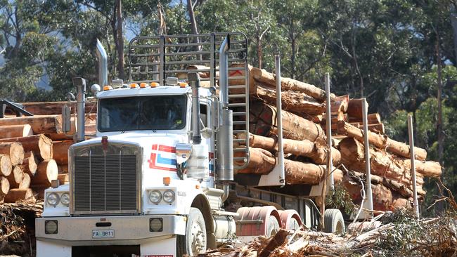 Taking sugars from wood would help humans to survive a global disaster.