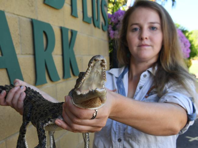 <s1>Crocodile keeper Shannon Jones with a young croc similar to the ones stolen last monthfrom Crocodylus Park</s1>.<source> Picture: Katrina Bridgeford</source>