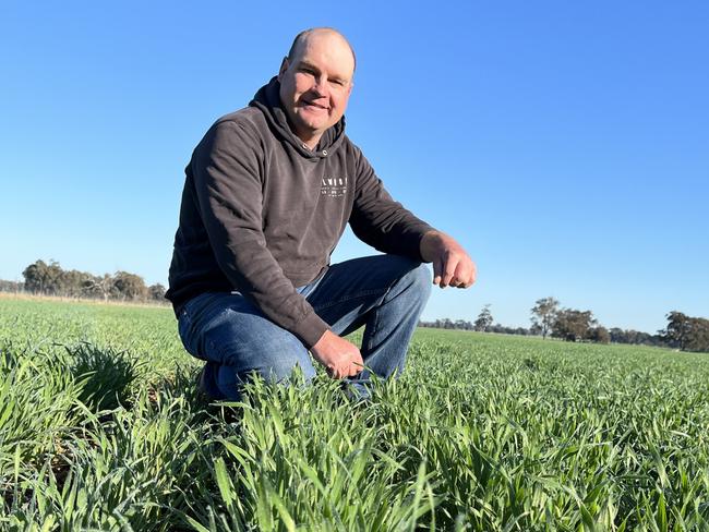 Justin Everitt of Aintree Park at Brocklesby in southern NSW inspects his crop of Boree wheat. Justin is also the NSW Farmers grains committee chairman. Picture: Nikki Reynolds