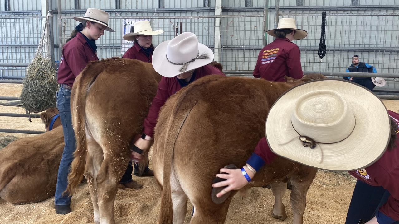 Gympie State High School Cattle show team caring for their cattle on the first day of the Gympie Show 2021.