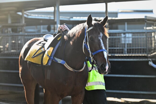 Cawdor set to debut at Sandown. Picture: First Light Racing