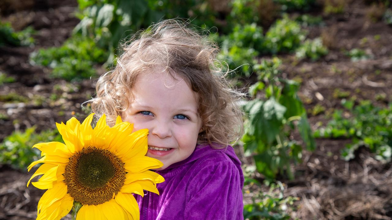 Kenzie Parkinson.Open day at Warraba Sunflowers, Cambooya. Saturday June 29th, 2024