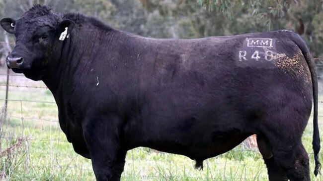 Millah Murrah Rembrandt R48, which sold for $240,000. Picture: Stud Stock Sales