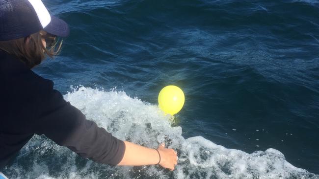 A Humpbacks and High Rises volunteer retrieves a balloon floating on the sea, off the Gold Coast.