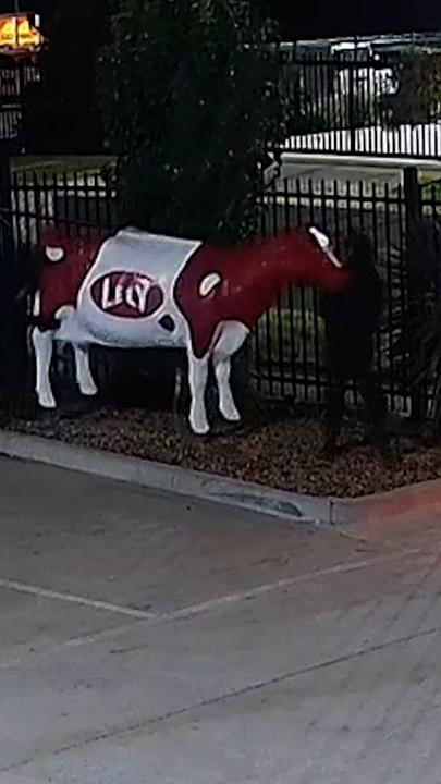Life-sized cow statue stolen from Aussie business