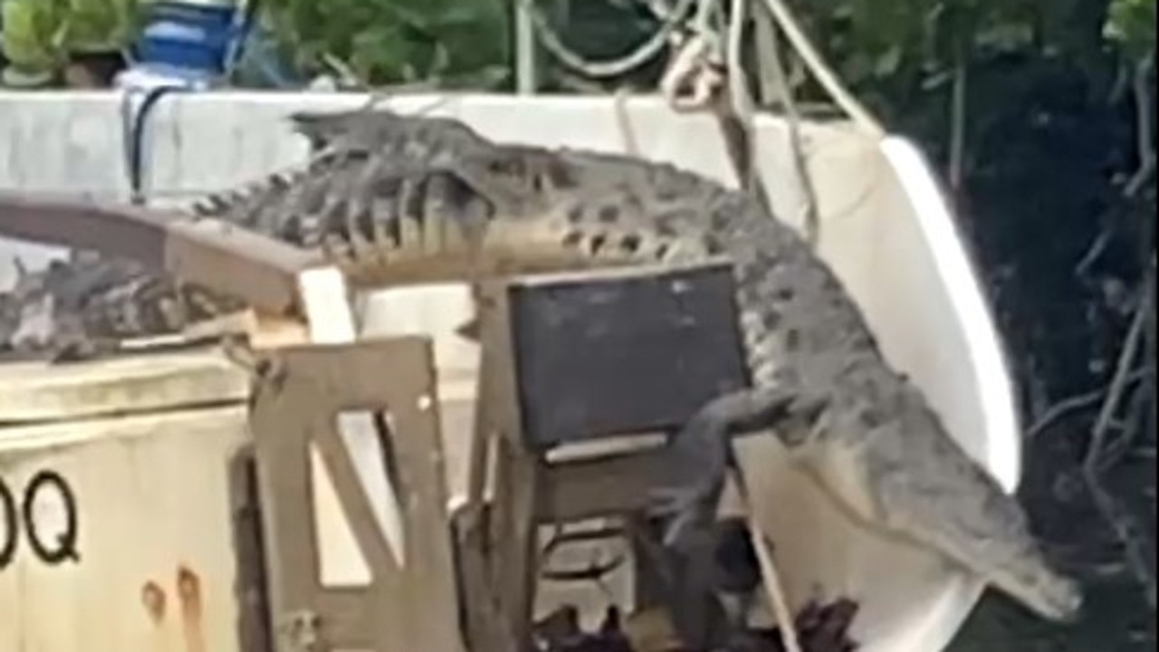 ‘Living his best life’: Crabman spots inlet croc in unusual spot
