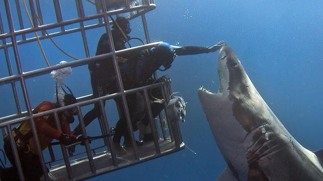 Diver Leans Out Of Shark Cage To Pat Great White Shark Photo Au — Australias