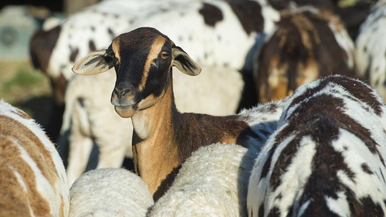 A tri-coloured ewe. Picture: Zoe Phillips