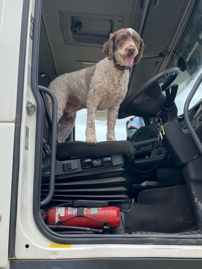 Ralphy, a lagotto from DogRidge Winery. Picture: supplied