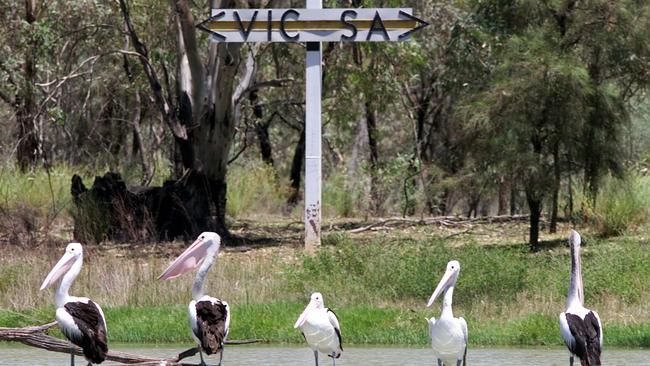 Pelican birds on Murray River at border of Victoria and South Australia.