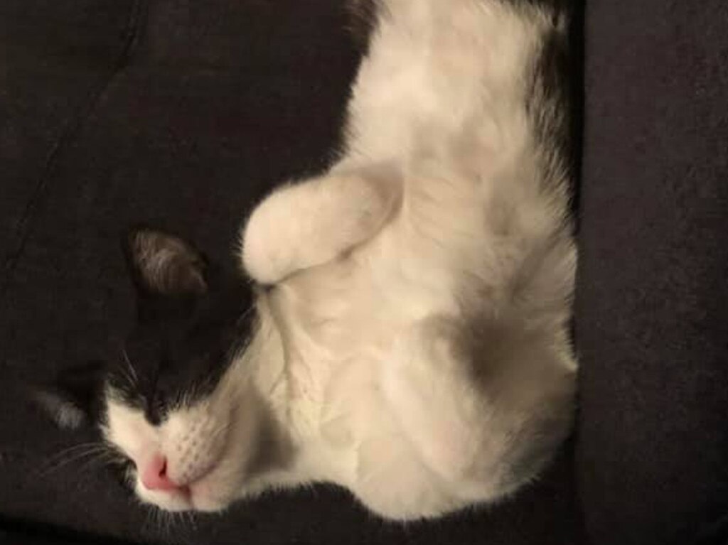 Wish I could sleep at right angles?....meet Mad Cat. Picture: Dean Willey. Coolest Cat photo competition. Quest Community News and Courier Mail WRH