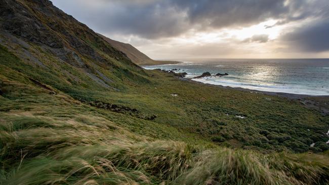 Restored tussock on Macquarie Island following successful pest eradication project. Picture: Pete Harmsen