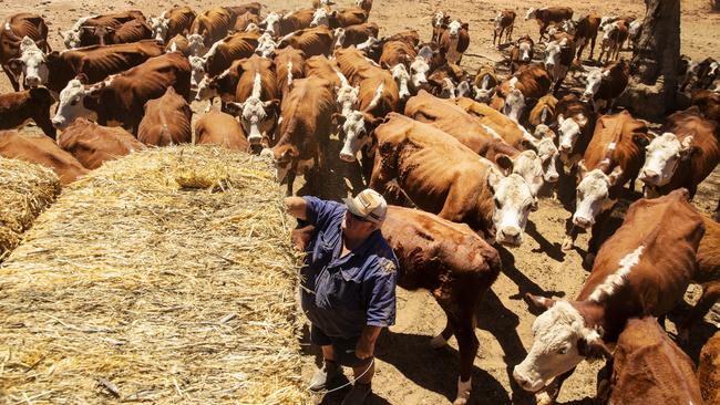 A farmer feeds stock in Louth in the Murray-Darling Basin where there are calls for a royal commission into the mismanagement of the region by WaterNSW. Picture: Getty