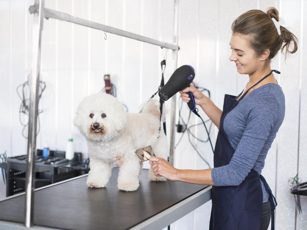 petbarn dog grooming