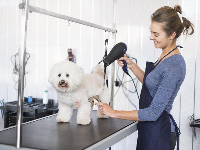 Ms Austin (not pictured) says be sure to use the product that best suits your dog’s coat type or skin care requirements. Picture: iStock