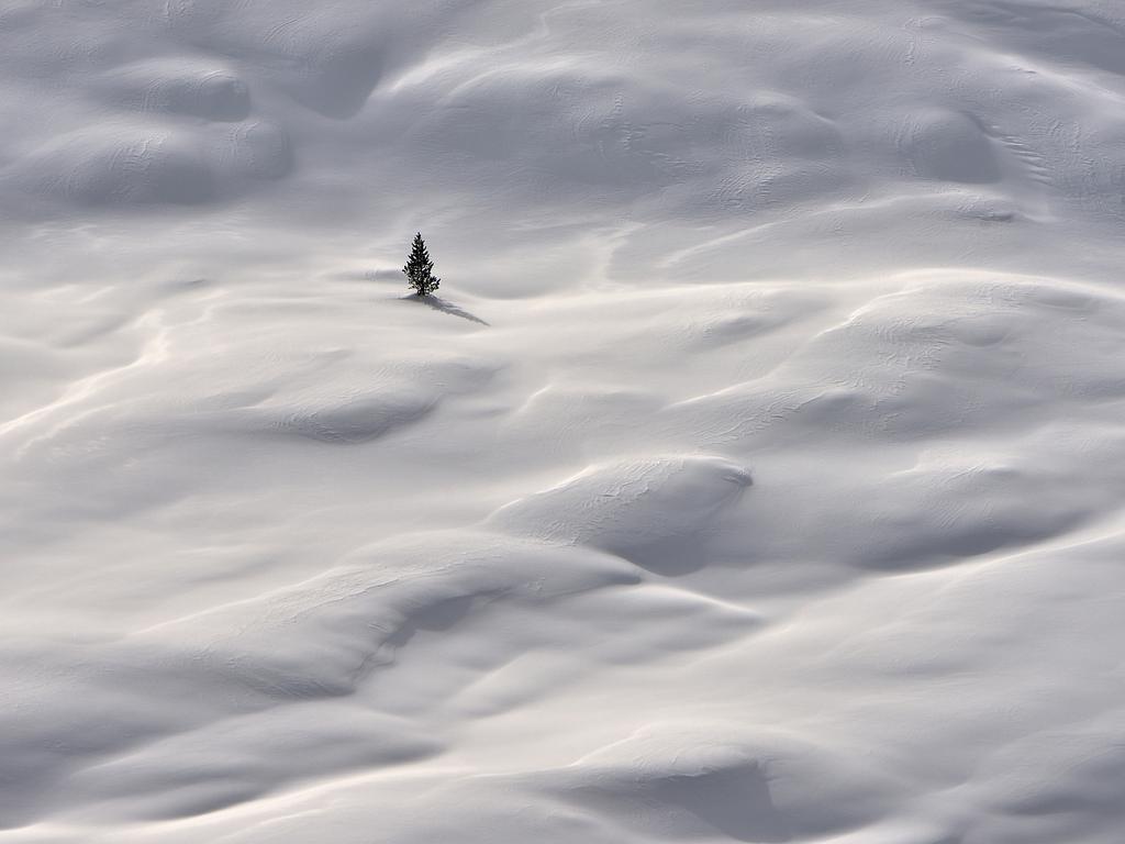 A solitary conifer tree in the Dolomites embodies the quiet majesty of the season. Picture: Vittorio Ricci/TNC Photo Contest 2023