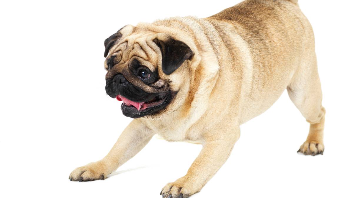 Thankfully, it wasn't a dog of a week for ASX health stocks. Pic via Getty Images