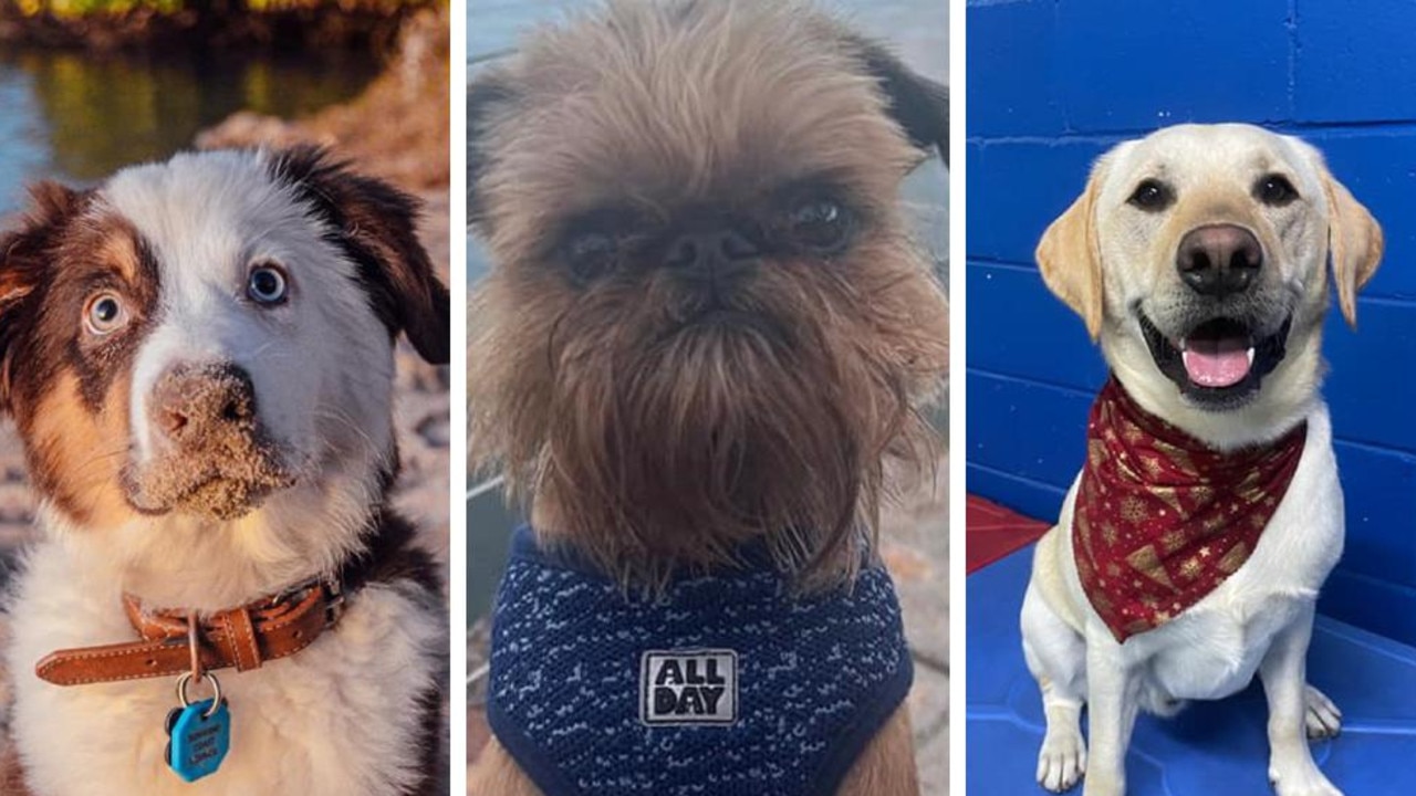 FINAL DAYS: Vote now for the Sunshine Coast\'s cutest dog | The ...