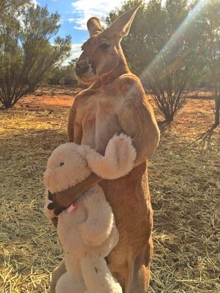 Roger, a male red kangaroo, hugs a bunny he received as an Easter gift from a fan English fan.