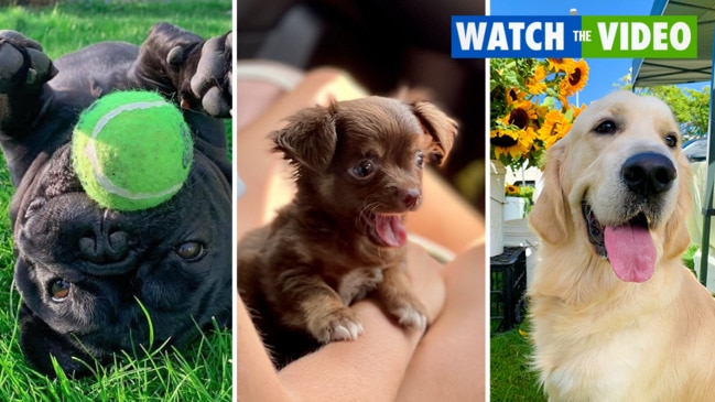 VOTE NOW: Queensland’s cutest dog finalists