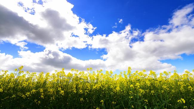 Australia exports about 4.9 million tonnes of canola to Europe each year, largely destined for biofuel use.