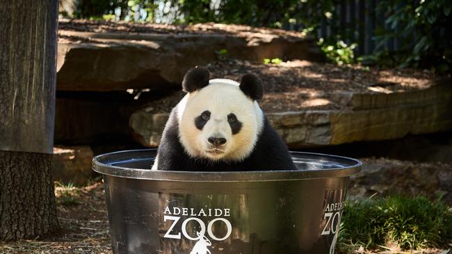 Wang Wang enjoys an ice pool at the Adelaide Zoo during the heatwave. Picture: Matt Loxton