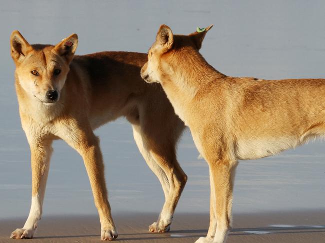 Dingos at Orchid Beach, KÃgari. Picture: Liam Kidston