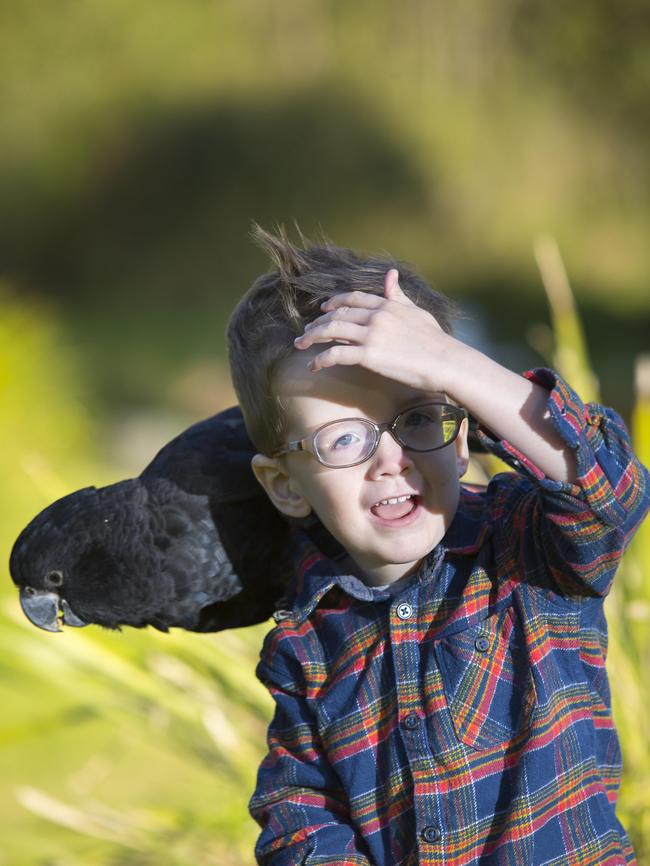 Terry the red-tailed black cockatoo hangs out with Jude. Picture: Melvyn Knipe