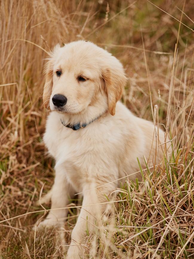 And a Golden Retriever. Picture: Samuel Shelley