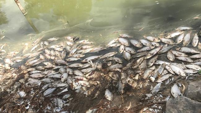 Up to a million fish have died in the Darling River system in far western NSW with residents blaming the mismanagement of the water system. Picture: AAP 