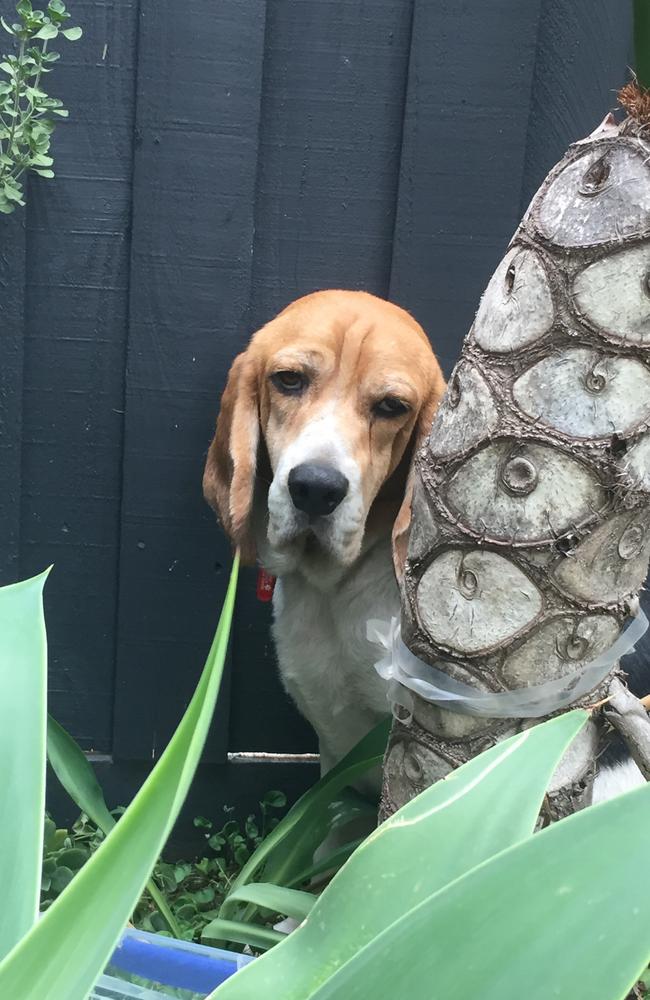 Baxter the beagle, who spent an unknown period of time confined to a scientific laboratory, cowering in the corner of a backyard in fear on the first day in his new home after being released from being a test animal an unnamed research institution in Queensland. Picture: Supplied