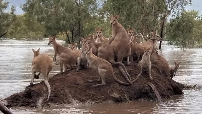 ‘Looks like we’re swimming’ … a mob of whiptail wallabies surveys the rapidly rising Fitzroy River near Fitzroy Crossing in Western Australia following heavy rains. Picture: Andrea Myers