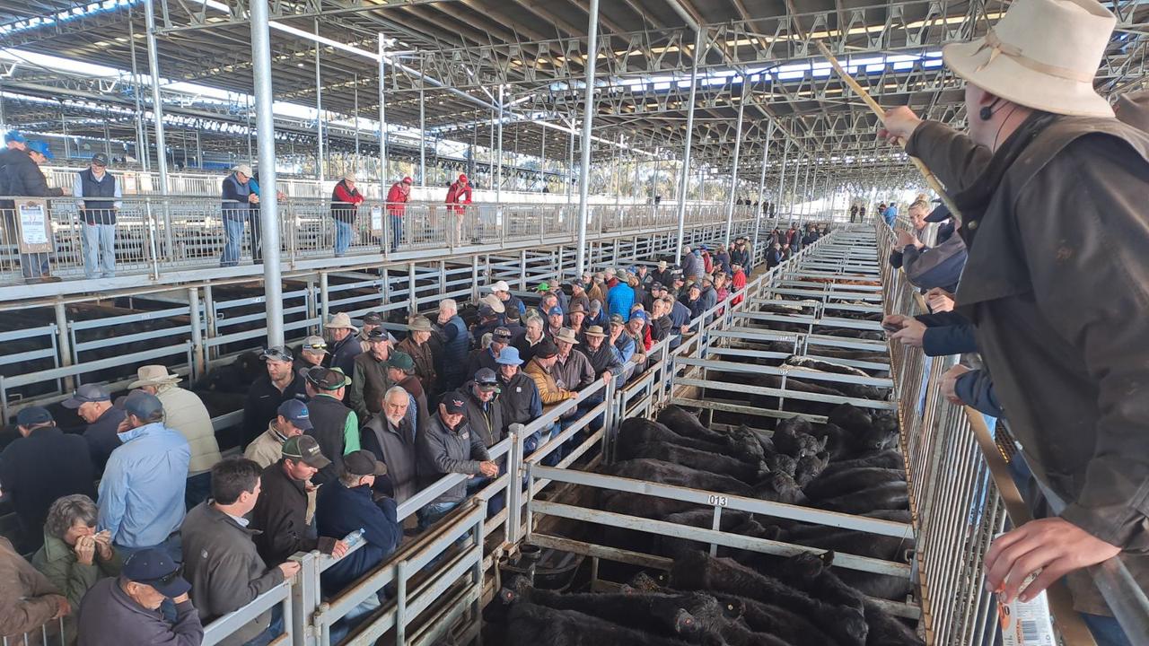 Mortlake Cattle Sale Outcome Shocks Some The Weekly Times