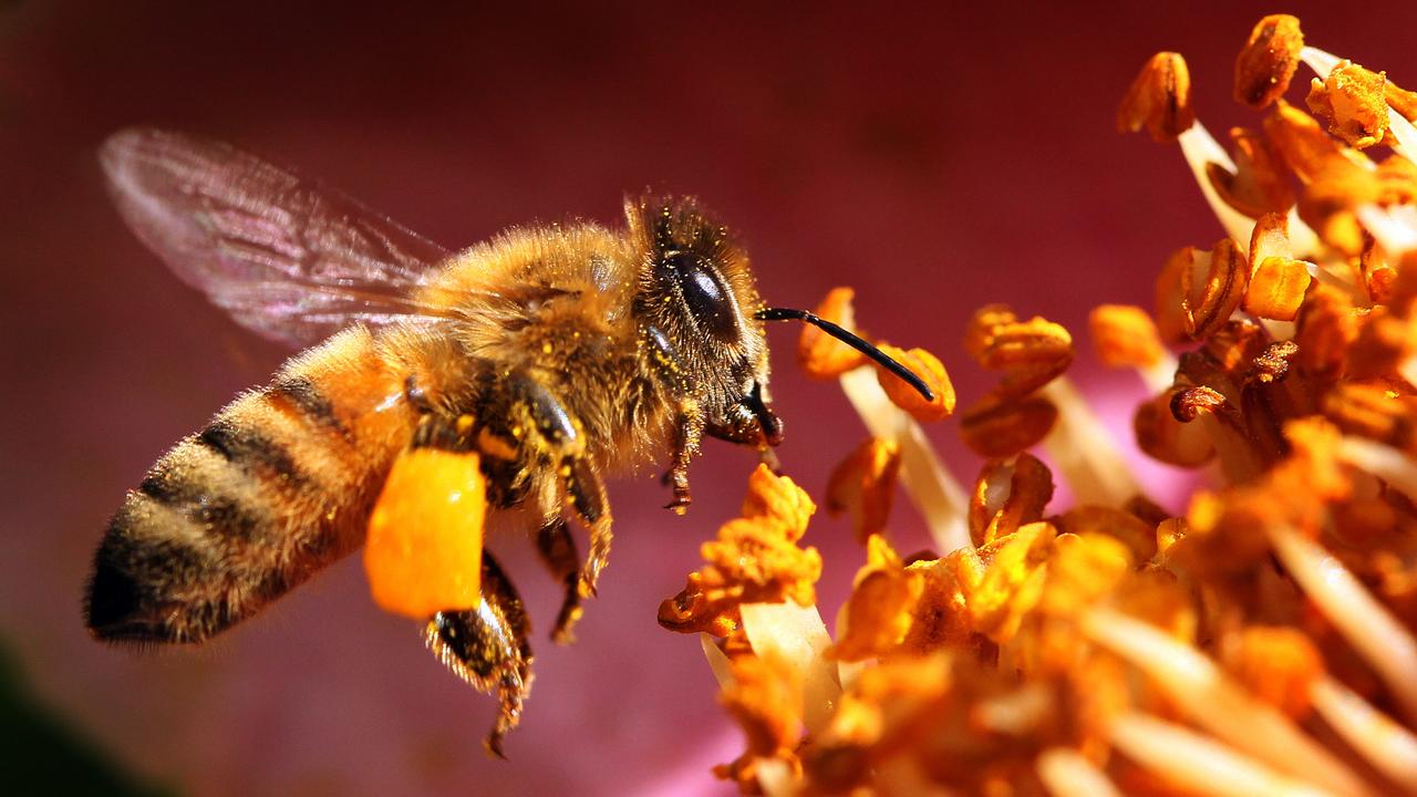 Bee pollinating flower