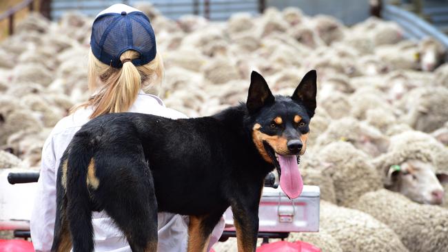 Australia no longer ride on the sheep’s back but agriculture is still a cornerstone industry to our economy. Picture: Zoe Phillips