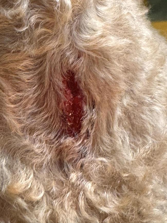 Simin Kashi's poodle Sherlock suffered a deep 3cm wound after visiting Petstock Garbutt's groomer. Picture: Supplied.