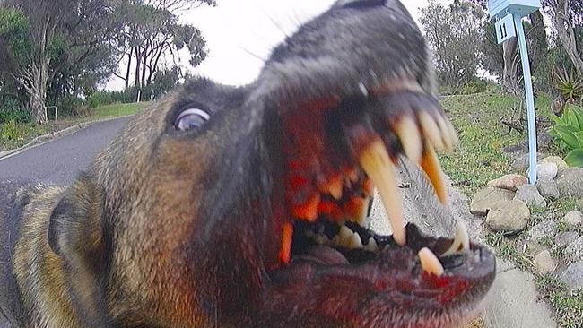 A dog acting aggressively towards a postie. Picture: AustraliaPost