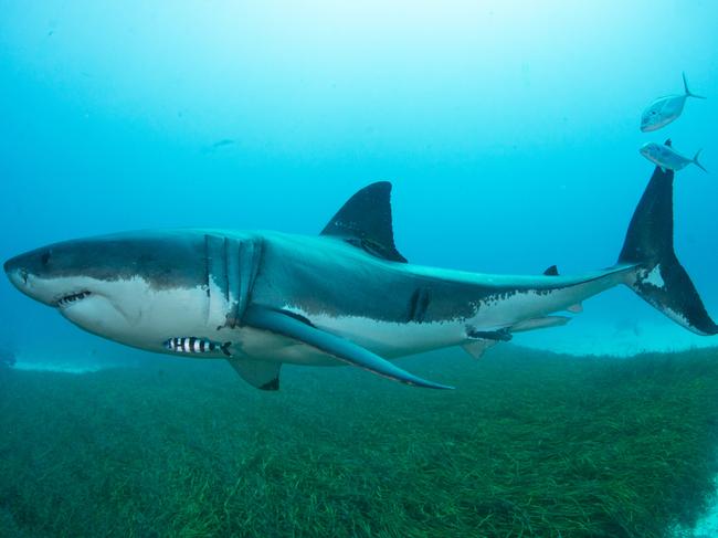 A Great White known as Old Mate, photographed by Andrew Fox at the Neptune Islands, South Australia. Picture: Supplied