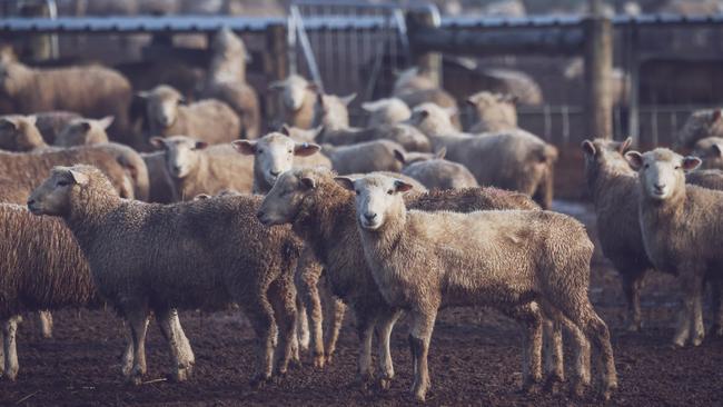 Andrew Edgar of Cuyuac at Nareen, with some of his sheep flock.