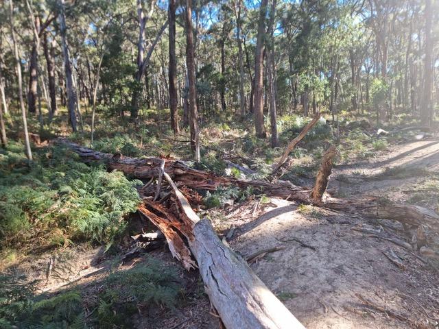 The council says trees have been felled across partially constructed trails. Picture: Hepburn Shire Council