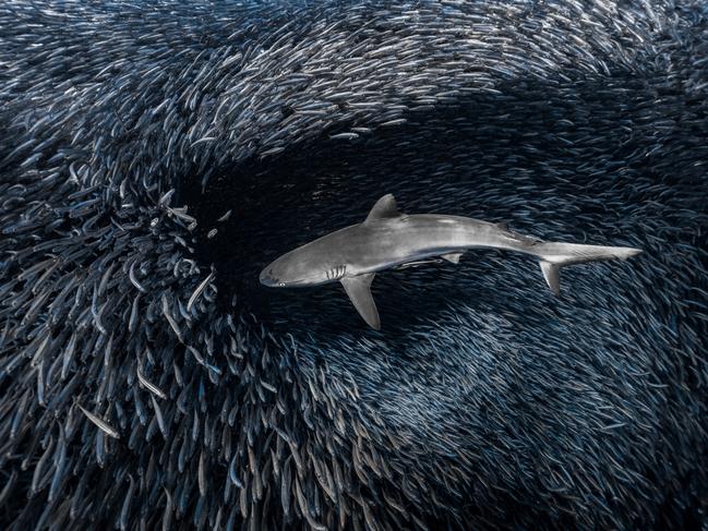 EMBARGO FOR TWAM 04 MARCH 2023. FEE MAY APPLY. I took this photo back on the Ningaloo, in the middle of a huge baitball with nearly a hundred sharks hunting all around me. Easily one of the most adrenaline filled times of my life, and something I will never forget. Photo: Daniel Nicholson/Supplied