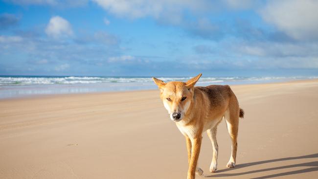 A dingo walking along 75 mile beach on Fraser Island on a sunny day