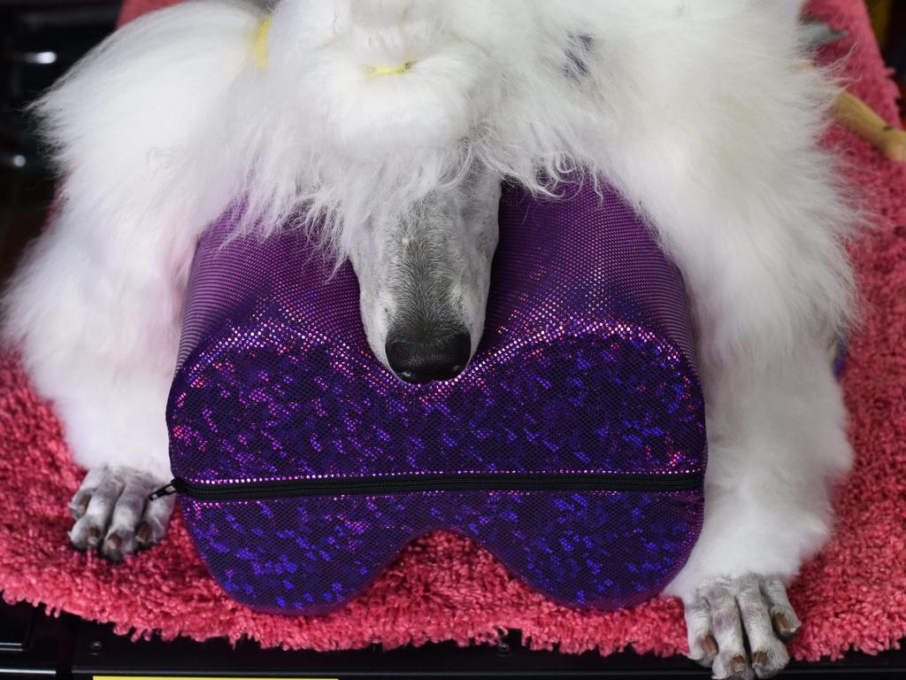 A Standard Poodle waits in the benching area on Day One of competition at the Westminster Kennel Club 142nd Annual Dog Show in New York on February 12, 2018. / AFP PHOTO / TIMOTHY A. CLARY