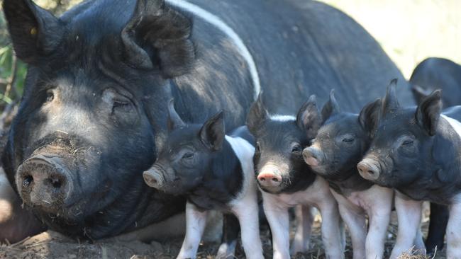 Free-range pics run by Sam Johnson and family of Boxgum Grazing near Young, in NSW’s South West Slopes.